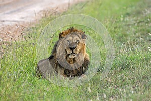 Male lion, Panthera leo, Maasai Mara, Kenya, Africa