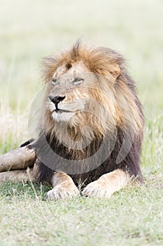 Male Lion Panthera leo portrait