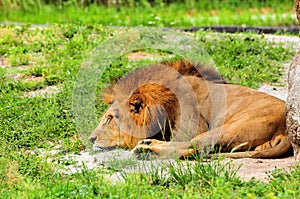 Male lion (Panthera leo) resting in zoo