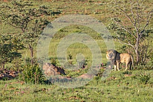 A male lion  Panthera Leo roaring in the morning light in the savannah, Welgevonden Game Reserve, South Africa.