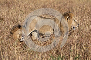 Male lion, Panthera leo, from the Sand River or Elawana Pride walking near cub and his brother, whose head is emerging from the ta