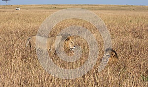 Male lion, Panthera leo, from the Sand River or Elawana Pride walking near his brother, whose head is emerging from the tall grass