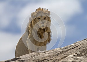 Male lion Panthera leo sitting on top of a kopje