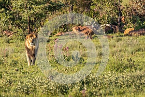 A male lion  Panthera Leo standing in the morning light in the savannah, Welgevonden Game Reserve, South Africa.