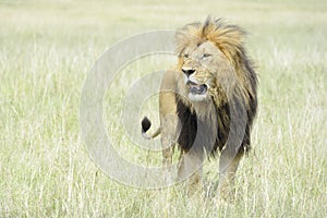 Male lion Panthera leo standing in savannah