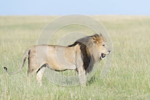 Male lion Panthera leo standing in savannah