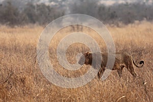 The male lion Panthera leo walking in the beautiful south african savanna in the morning
