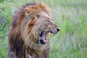 Male lion (Panthera leo) yawning