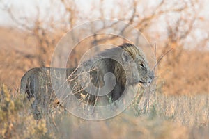 Male Lion patrolling its territory Panthera leo, Kruger Park, South Africa