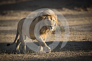 Male Lion patrolling territory in Ndutu, Serengeti, Tanzania