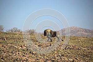 Male lion at Pilanesberg National Park, North West Province, South Africa