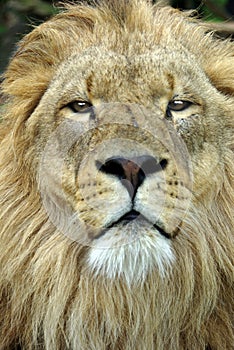 Male Lion Portrait