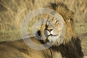 Male lion portrait