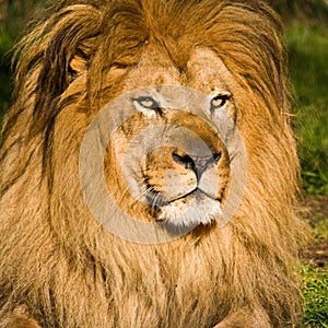 Male Lion Portrait