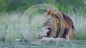 Male lion Portrait of African Wildlife Safari Animal in Maasai Mara National Reserve in Kenya, Afric