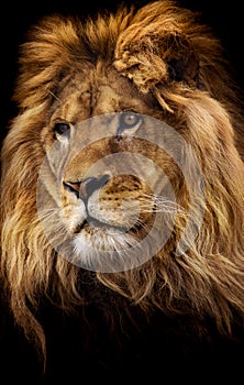 Male lion portrait