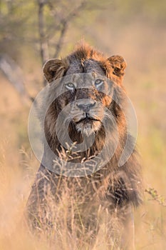 Male Lion Portrait in Kruger National Park