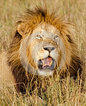 Male Lion portrait, Masai Mara