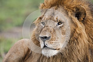 Male Lion portrait in the Masai Mara, Kenya