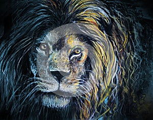 Male lion portrait pastel and charcoal art