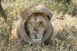 Male Lion portrait, Serengeti National Park, Ndutu, Tanzania