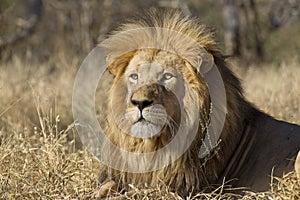 Male Lion portrait, South Africa