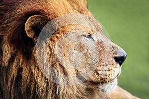 Male Lion Profile