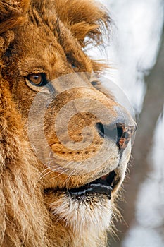 Male Lion in Profile