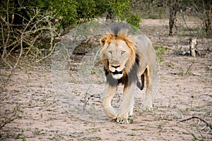 Male Lion on the prowl