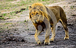 Male Lion on the prowl