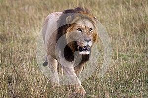 Male lion prowling through the Maasai Mara, Africa