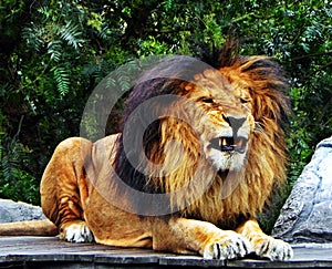 A male lion pulling teeth