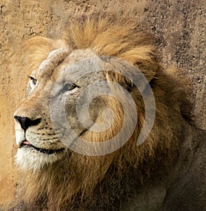 Male Lion Relaxes in Shaded Area and Gazes into the Distance