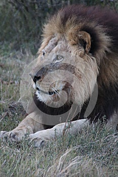 Male lion at rest photo