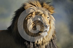 Male Lion resting