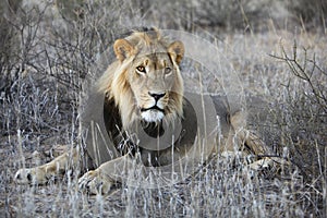 Male lion resting