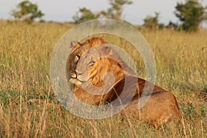 Male lion resting in the african savannah.