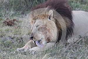 Male lion resting after eating photo