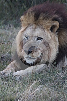 Male lion resting after feeding