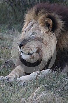 Male lion resting after feeding