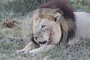 Male lion resting after feeding photo