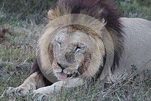 Male lion resting after feeding photo