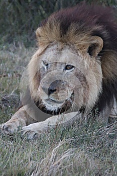 Male lion resting after feeding photo