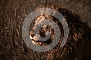 A Male lion resting in the grass