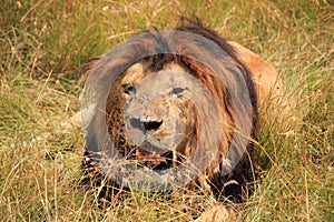 Male Lion Resting in the Grass