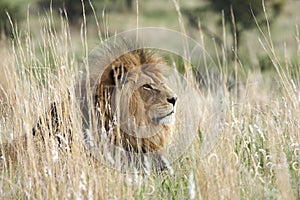 Male lion resting in grassland