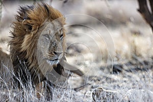 Male lion resting in Lewa Conservancy, Kenya
