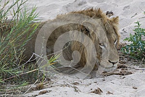 Male Lion Resting at river bank