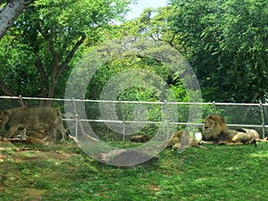 Male Lion rests with cubs as they play in the grass and female lion walks away