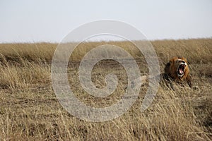 Male Lion roaring in maasai mara